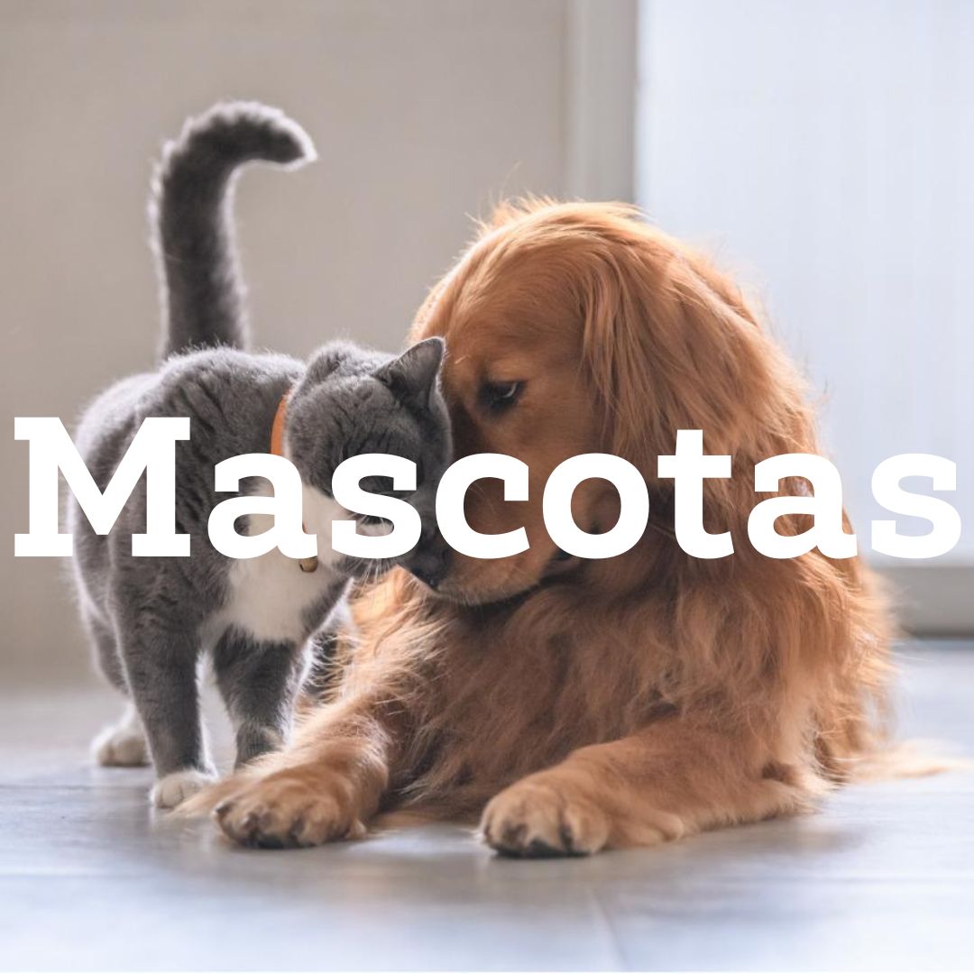 Mascota